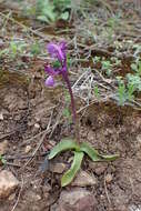 Image of Anacamptis morio subsp. syriaca (E. G. Camus) H. Kretzschmar, Eccarius & H. Dietr.