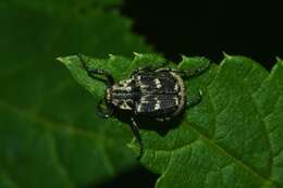 Image of Valgus hemipterus (Linnaeus 1758)