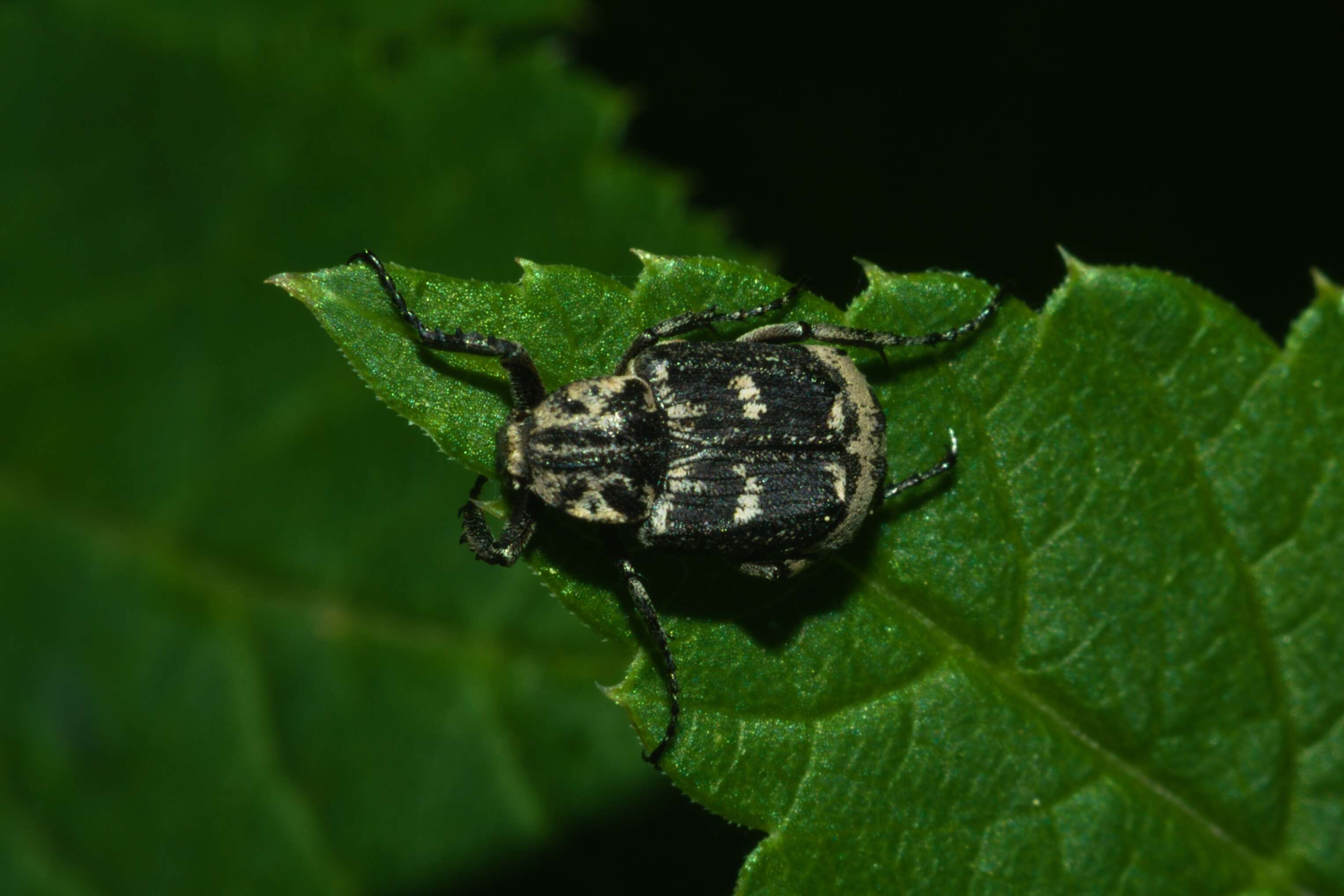 Image of Valgus hemipterus (Linnaeus 1758)