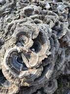 Image of Turkey Tail