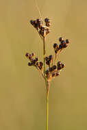 Image of Round-fruited Rush