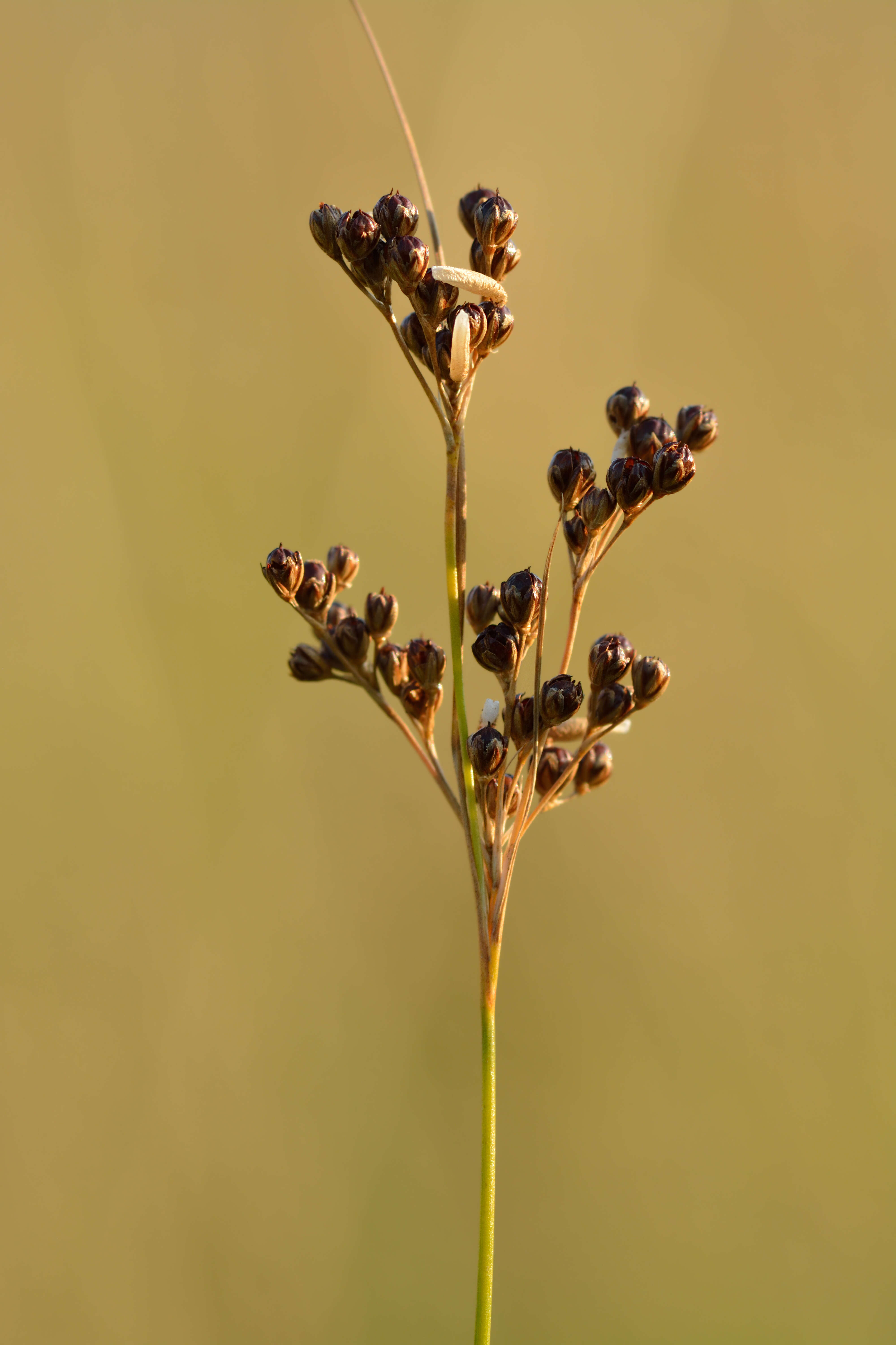 Image of Round-fruited Rush