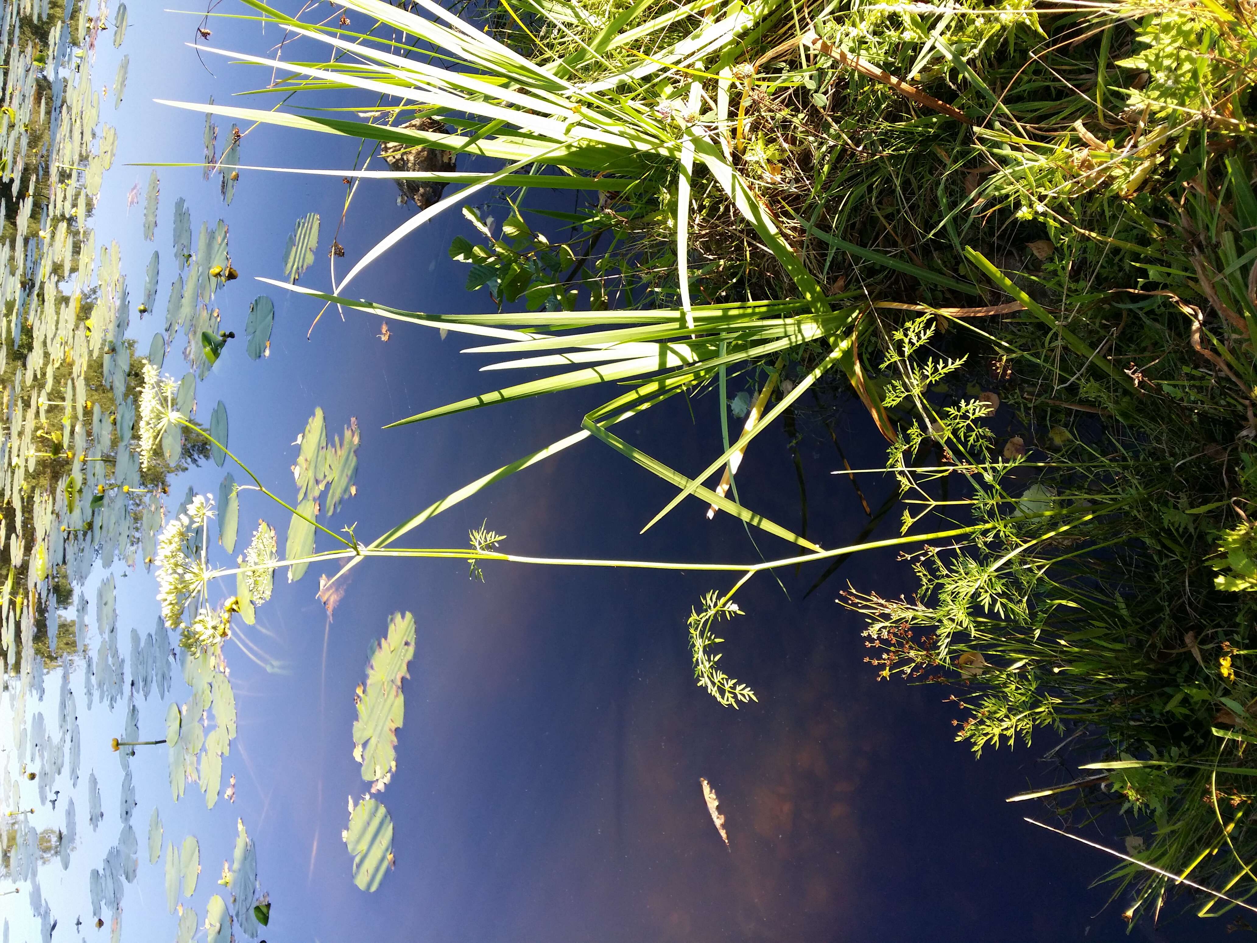 Imagem de Peucedanum palustre