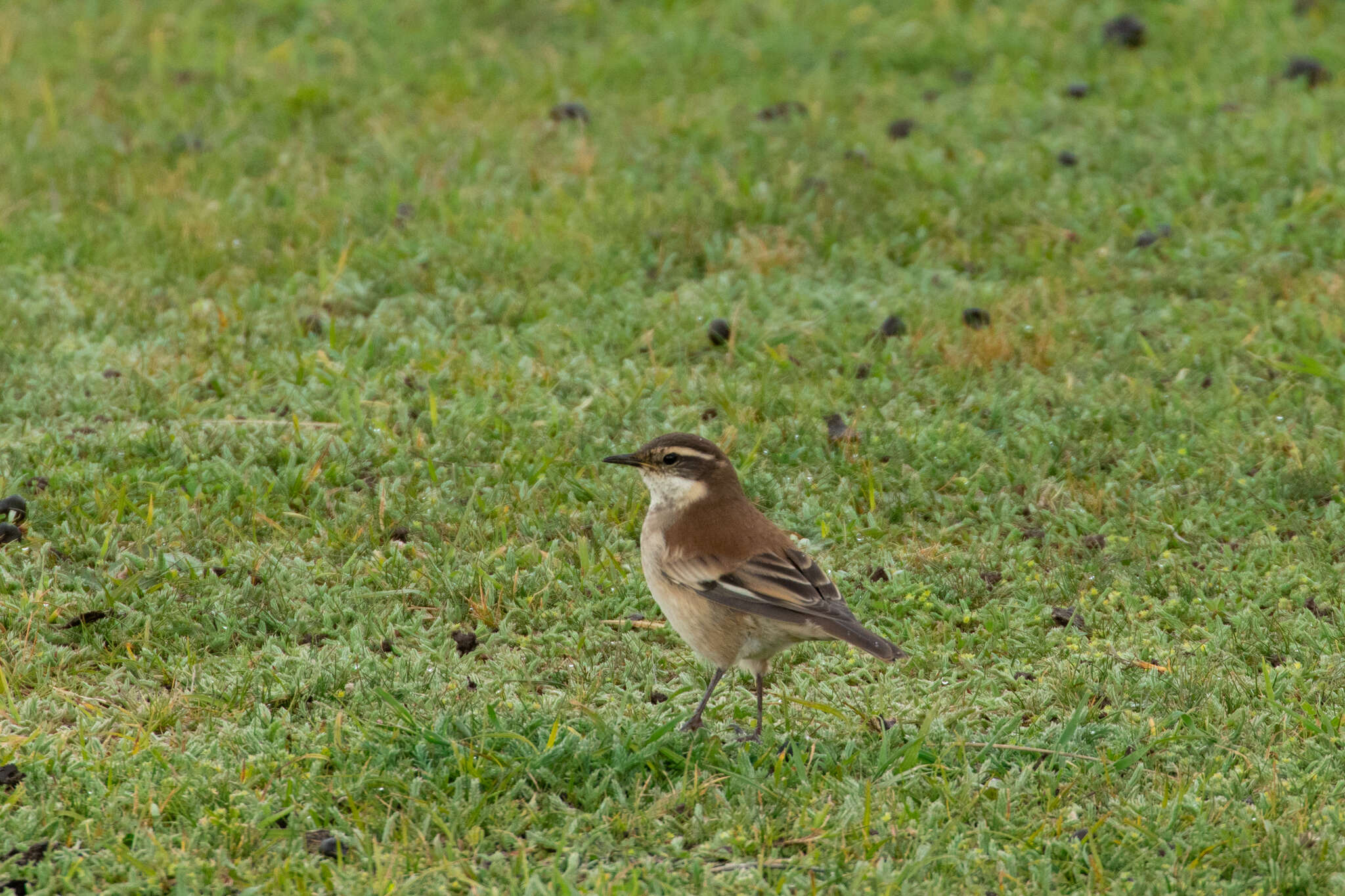 Image of Cream-winged Cinclodes