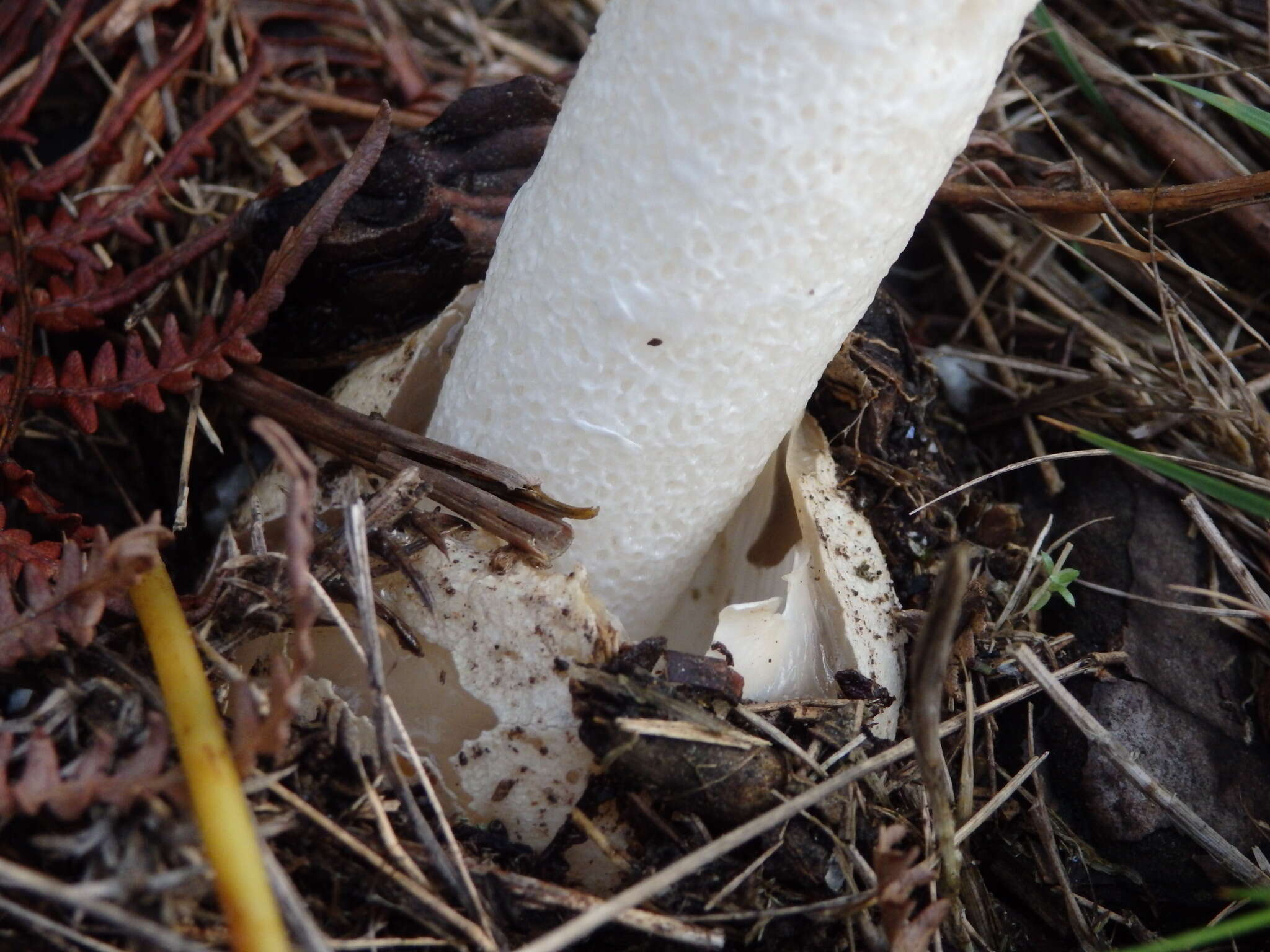 Image of Stinkhorn