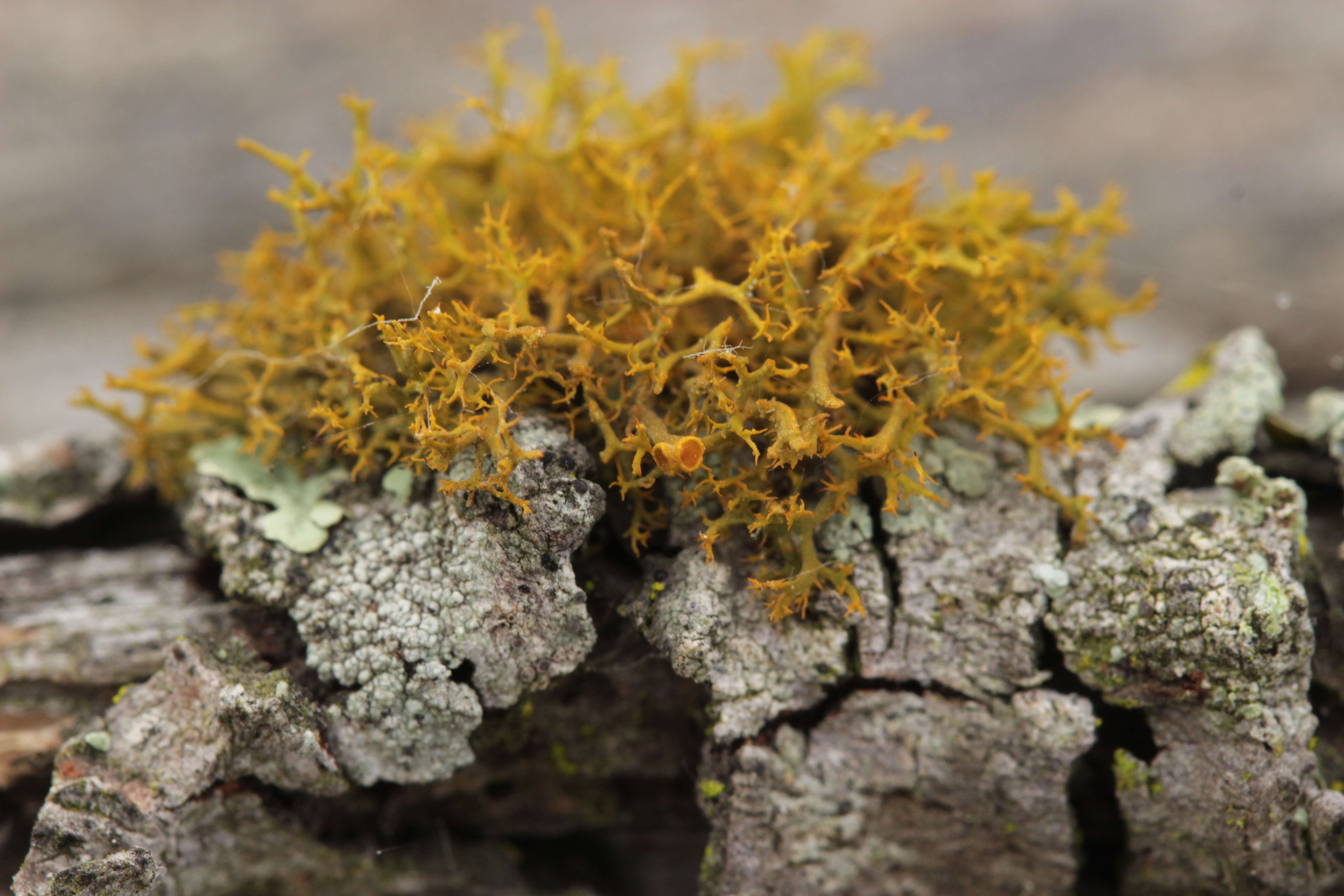 Image of teloschistes lichen