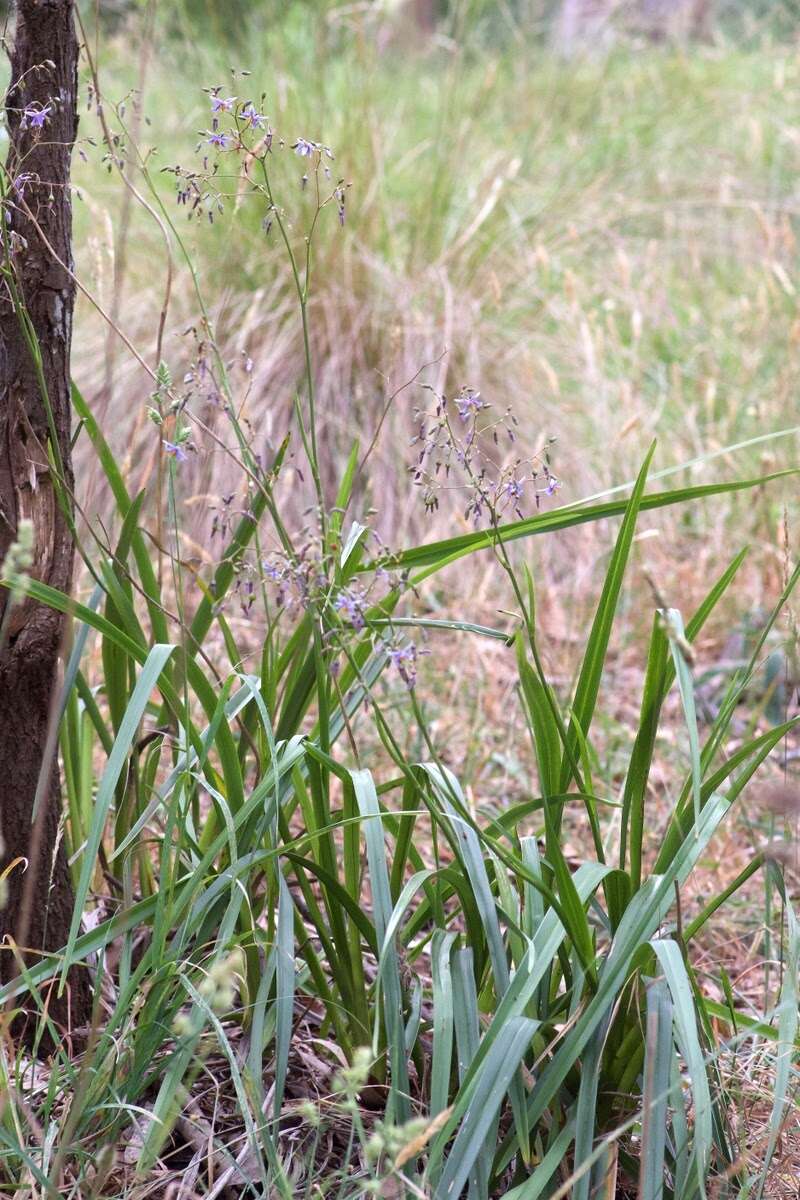 Image of Dianella longifolia R. Br.