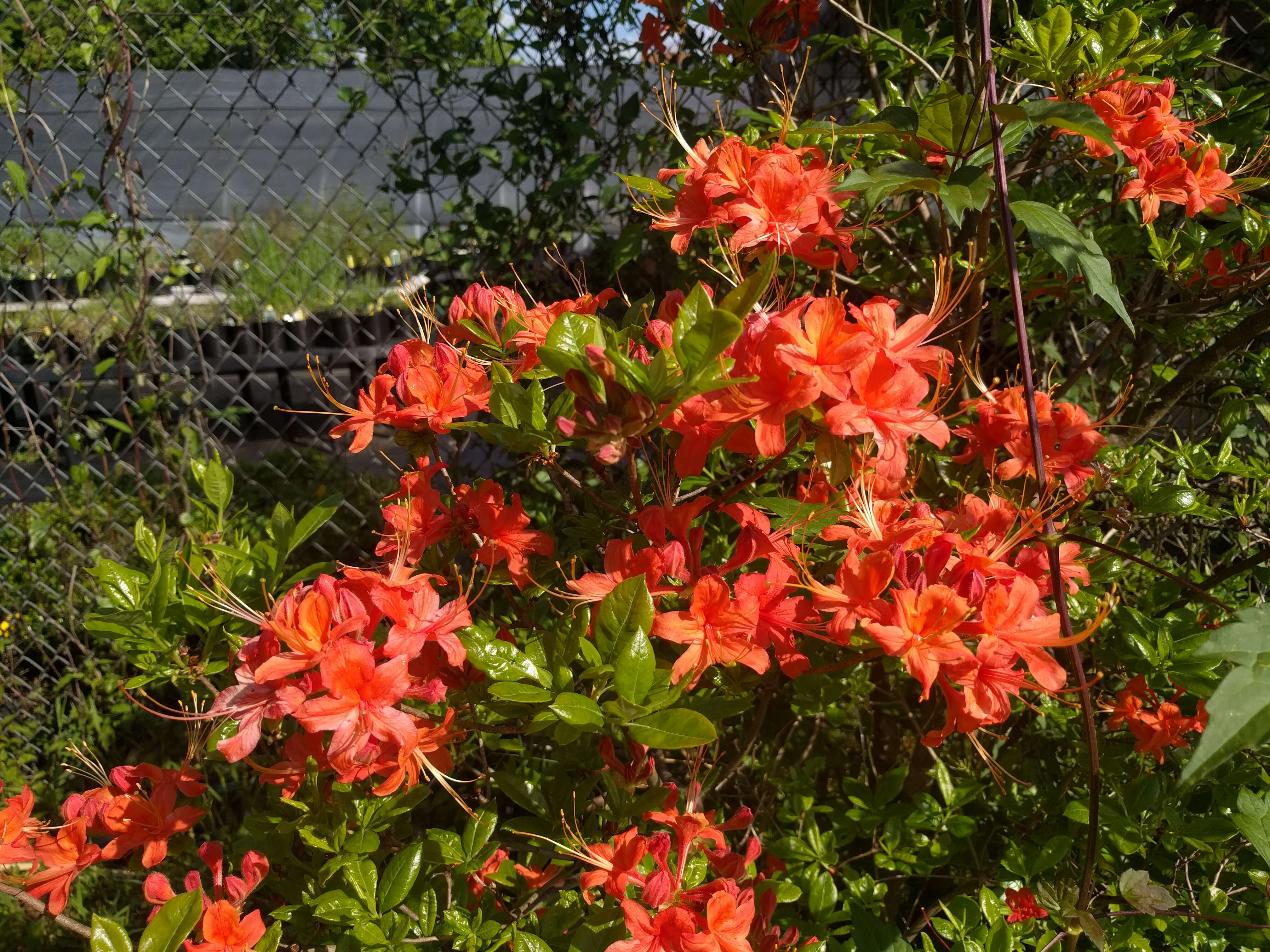 Imagem de Rhododendron flammeum (Michx.) Sarg.