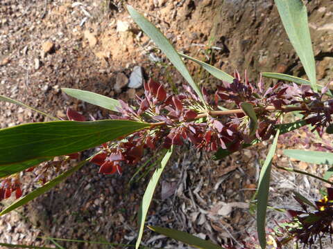 Imagem de Daviesia mimosoides R. Br.