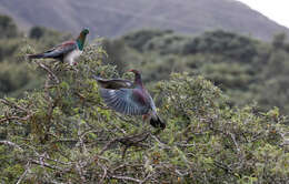 Image of Kererū