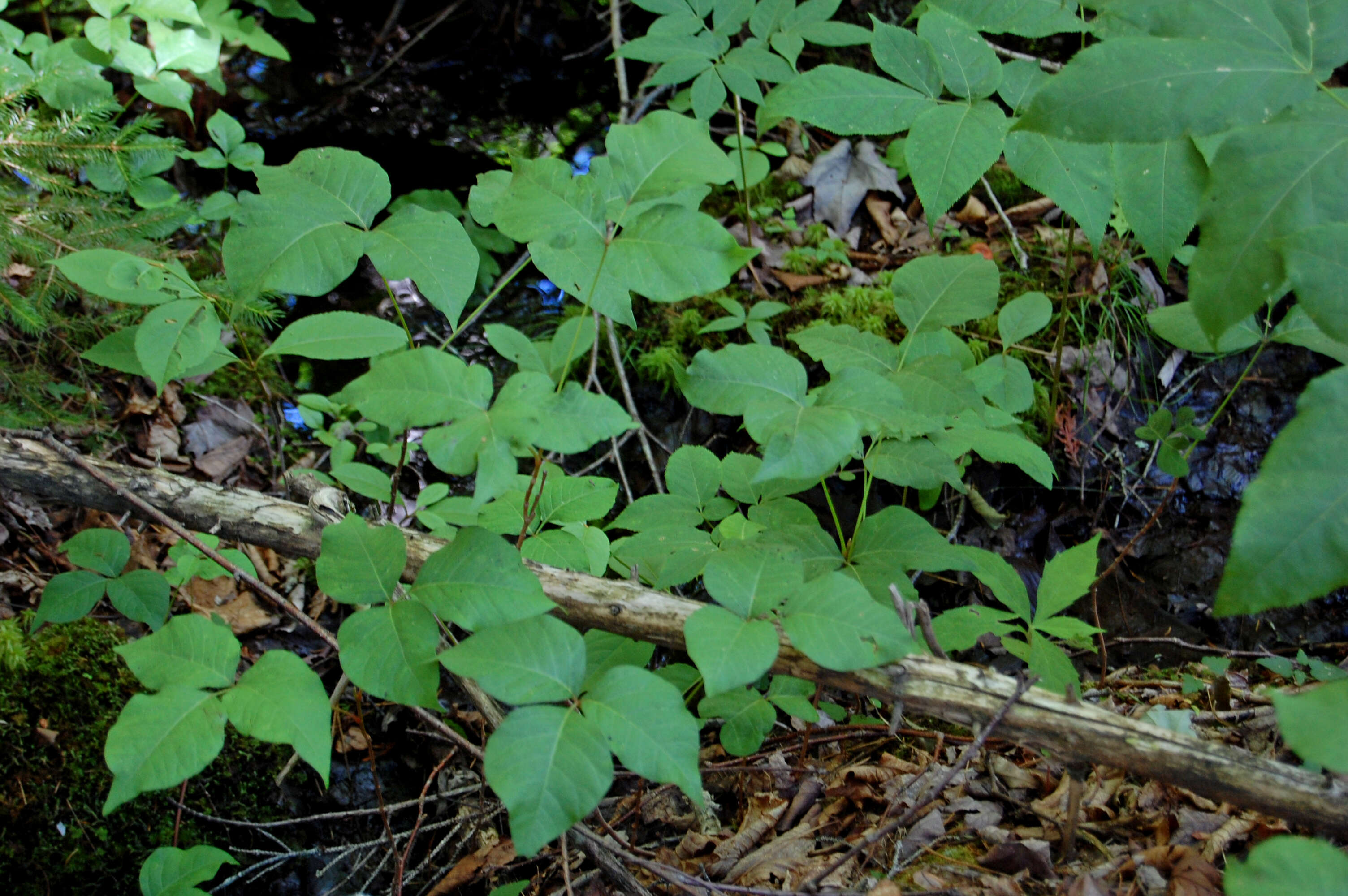 Sivun Toxicodendron rydbergii (Small ex Rydb.) Greene kuva