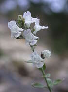Image of Clinopodium serpyllifolium subsp. fruticosum (L.) Bräuchler