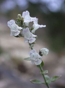 Sivun Clinopodium serpyllifolium subsp. fruticosum (L.) Bräuchler kuva