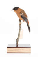 Image of Rufous Sibia