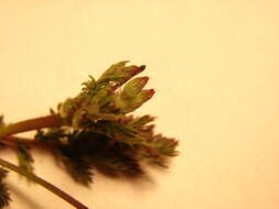 Image of Common Stork's-bill