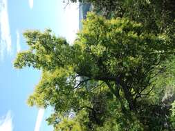 Image of European smoketree