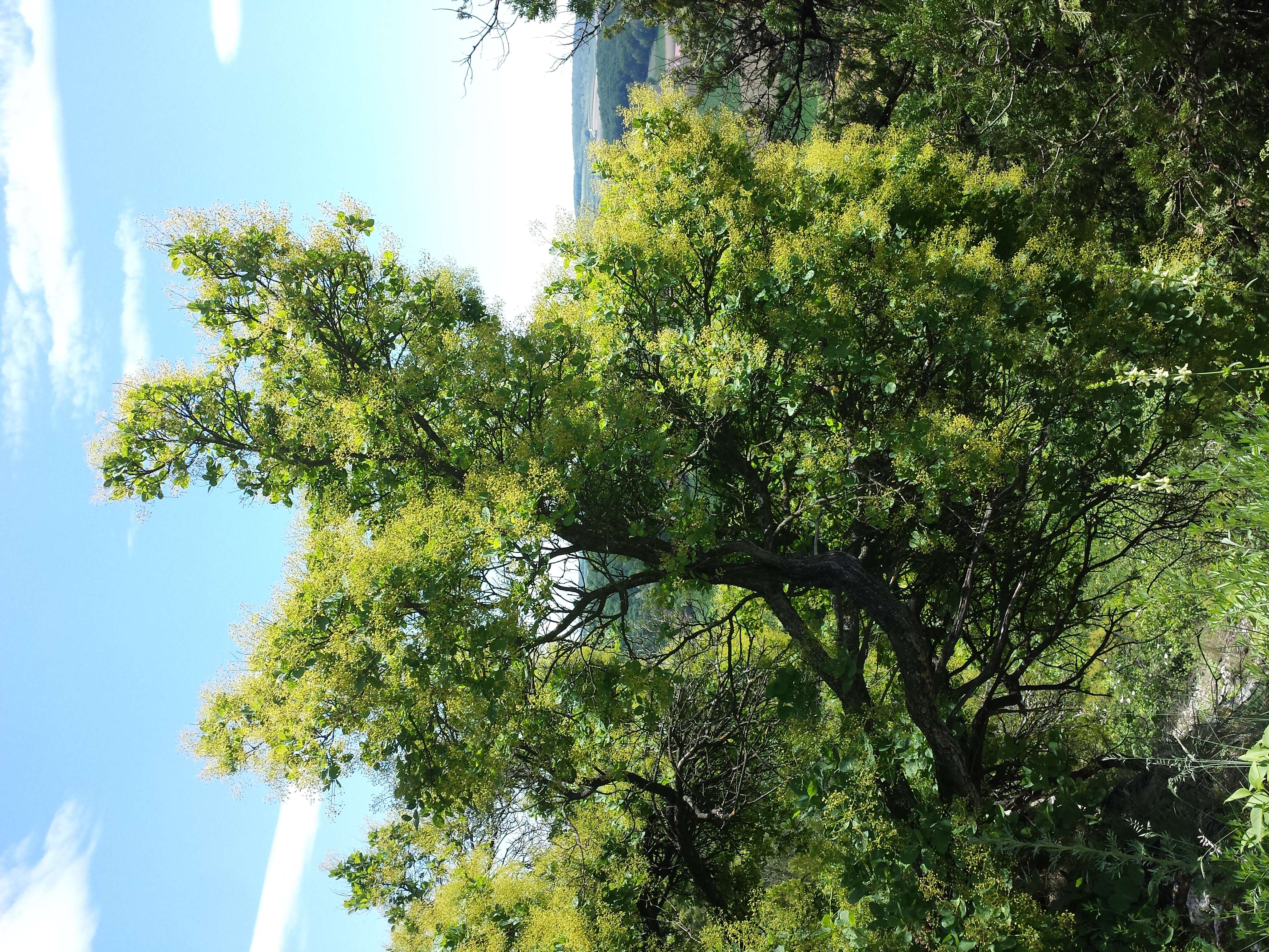 Image of European smoketree