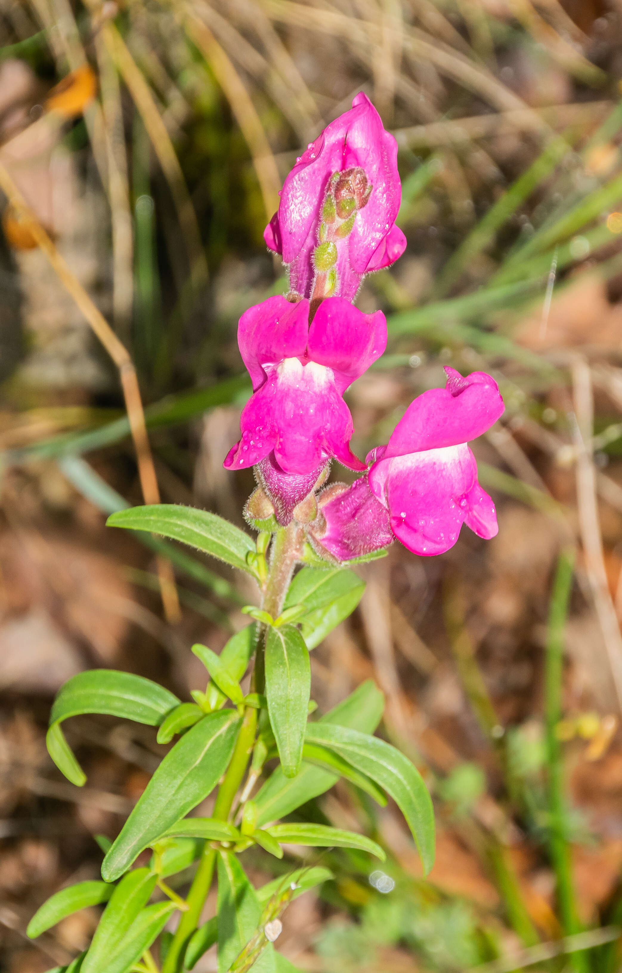 Image of garden snapdragon