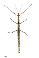 Image of Acanthoxyla prasina (Westwood 1859)