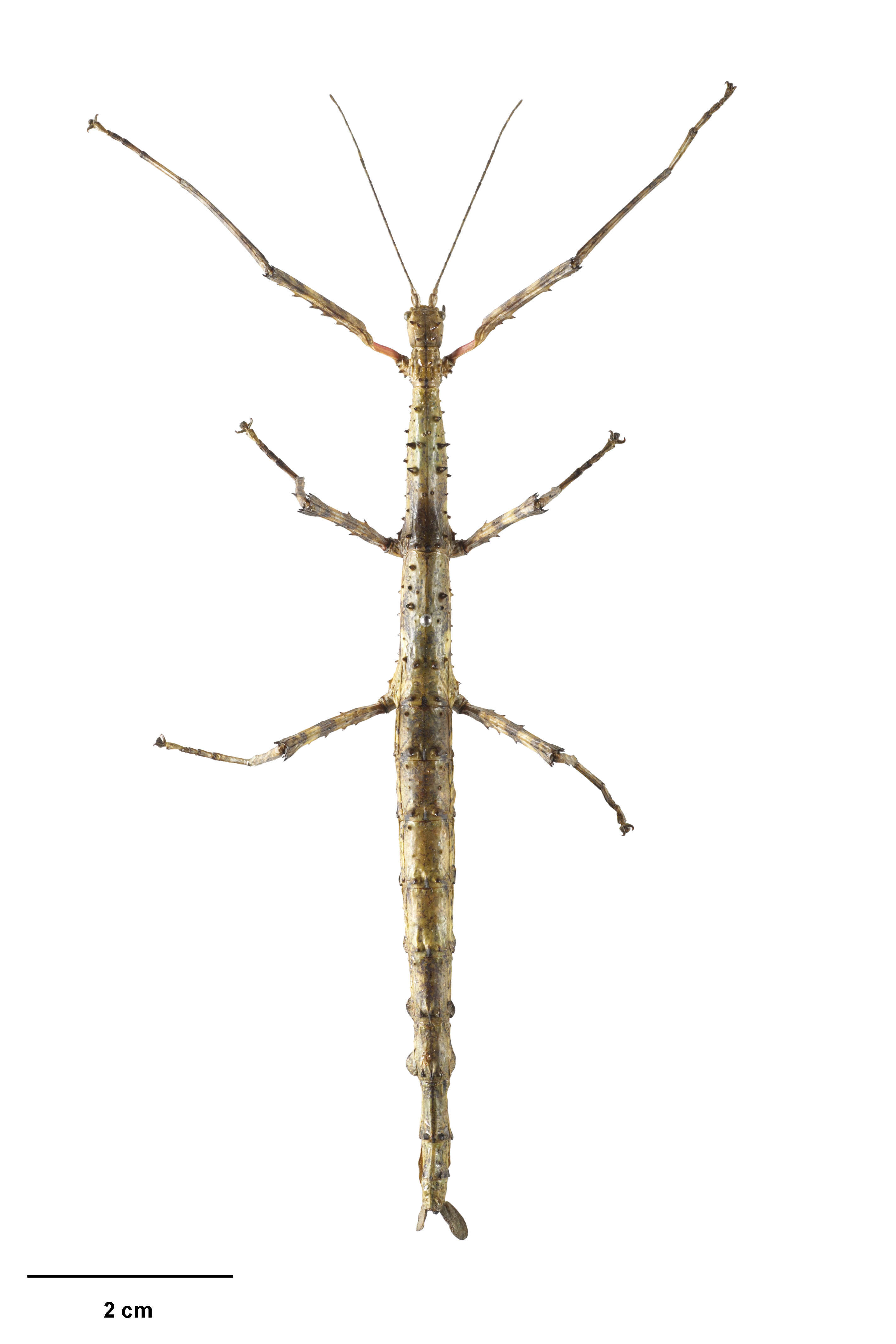 Image of Acanthoxyla prasina (Westwood 1859)