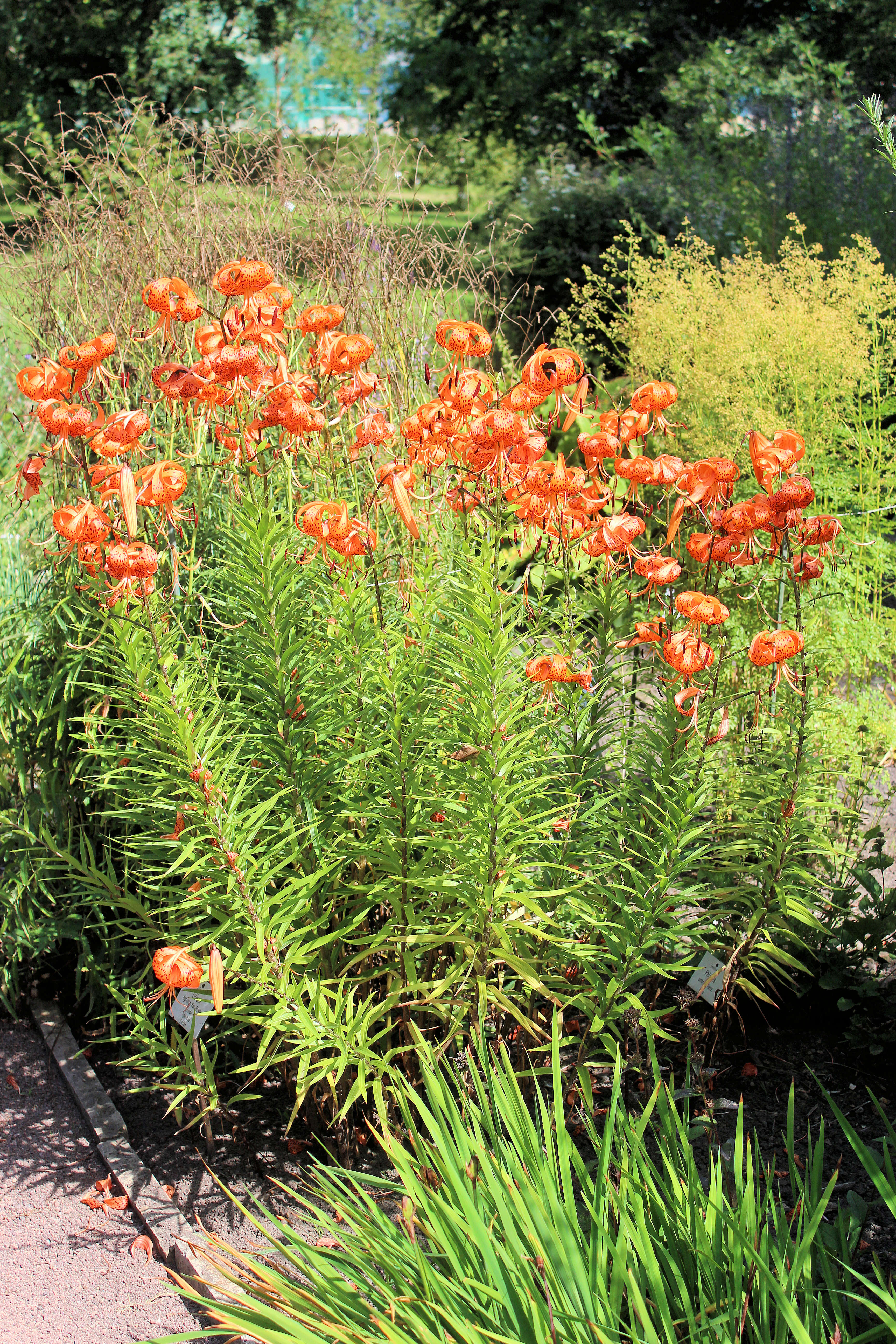 Image of Tiger lily