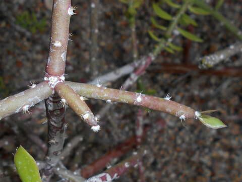 Image of Pereskiopsis diguetii (F. A. C. Weber) Britton & Rose