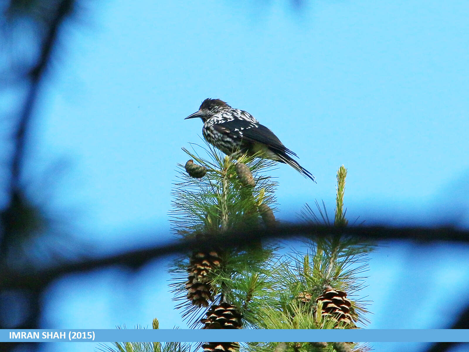 صورة Pinus wallichiana A. B. Jacks.