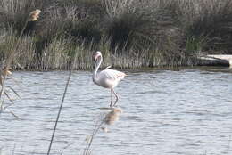 Imagem de Phoenicopterus roseus Pallas 1811