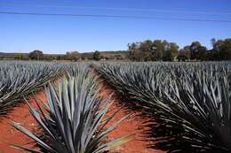 Image of tequila agave