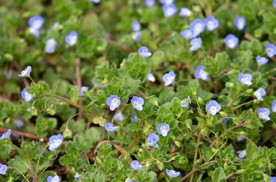 Image of birdeye speedwell