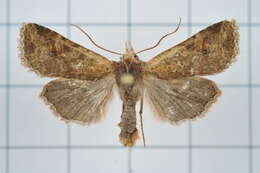 Image of Rhynchaglaea perscitula