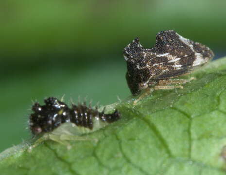 Image of Entylia carinata Forster