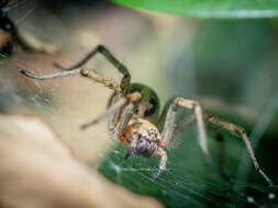 Image of Agelena labyrinthica (Clerck 1757)