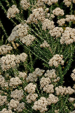 Image of Strandveld Blombush