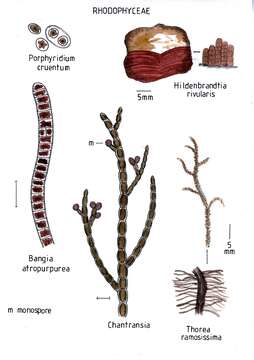 Image of Thorea Bory de Saint-Vincent 1808