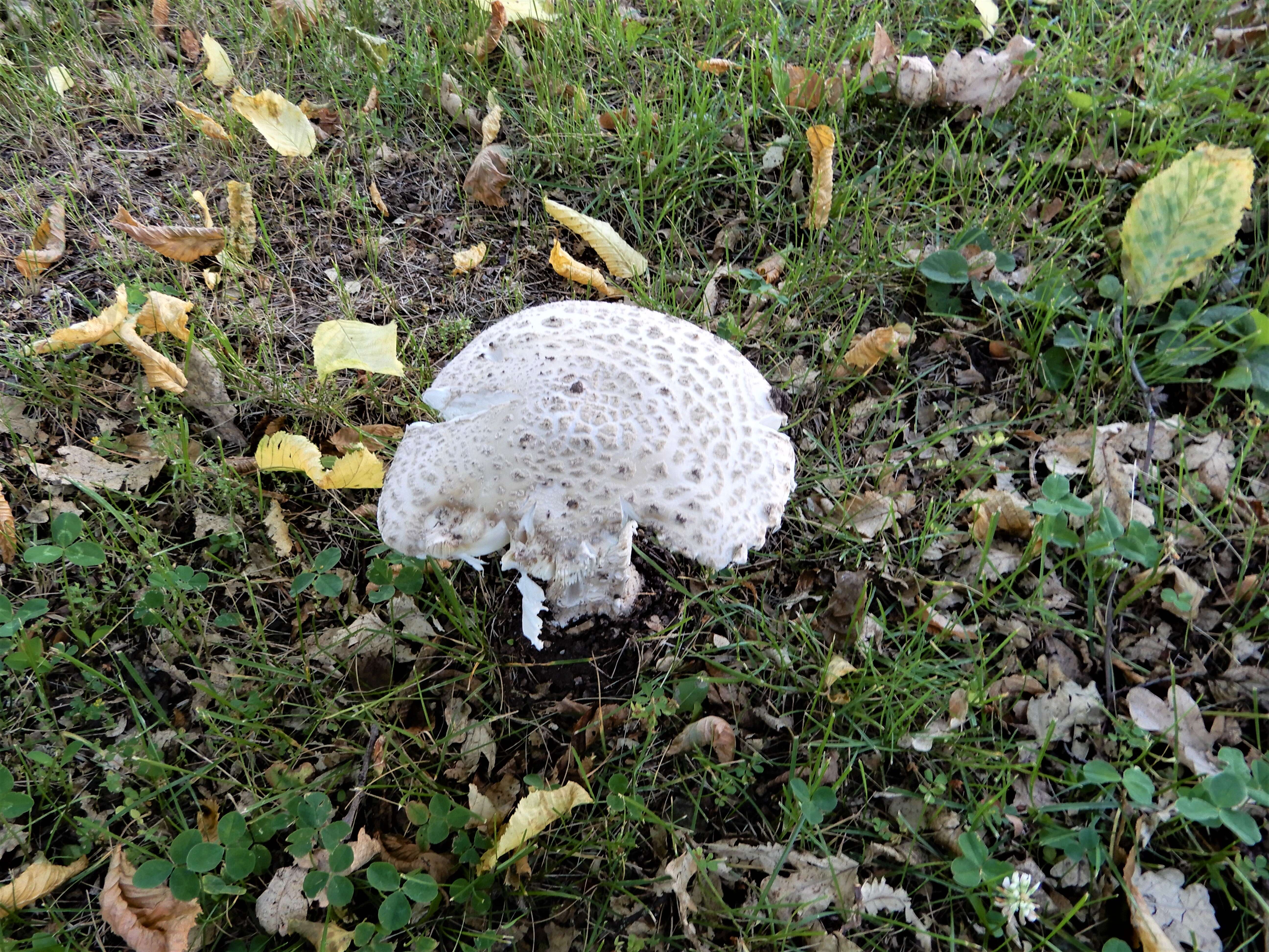 Image of Amanita strobiliformis (Paulet ex Vittad.) Bertill. 1866