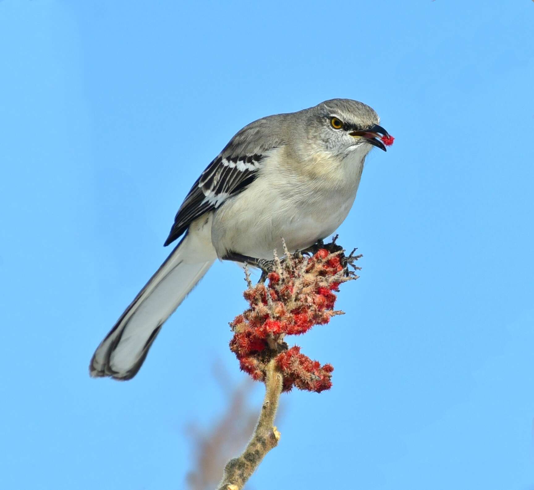 Image of Northern Mockingbird