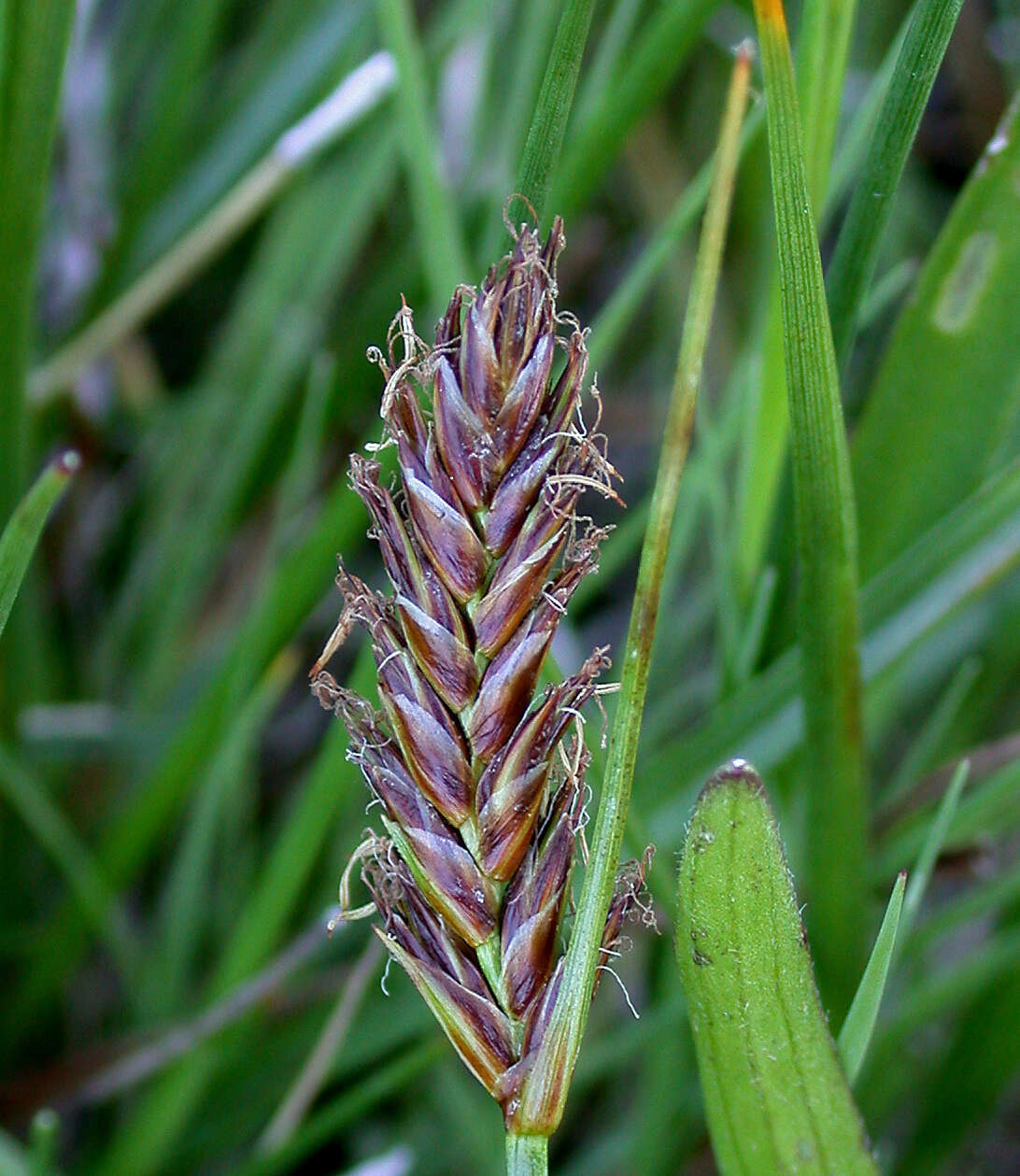 Image of Flat-sedge