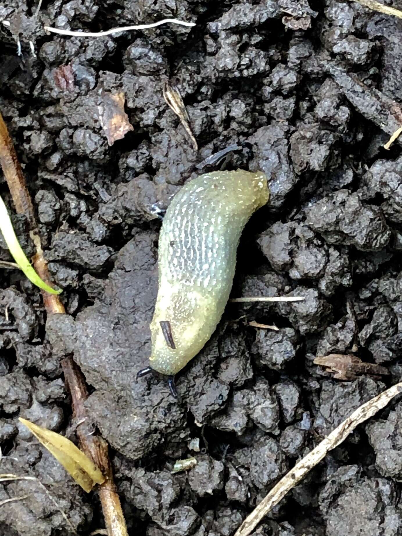 Image of hedgehog slug