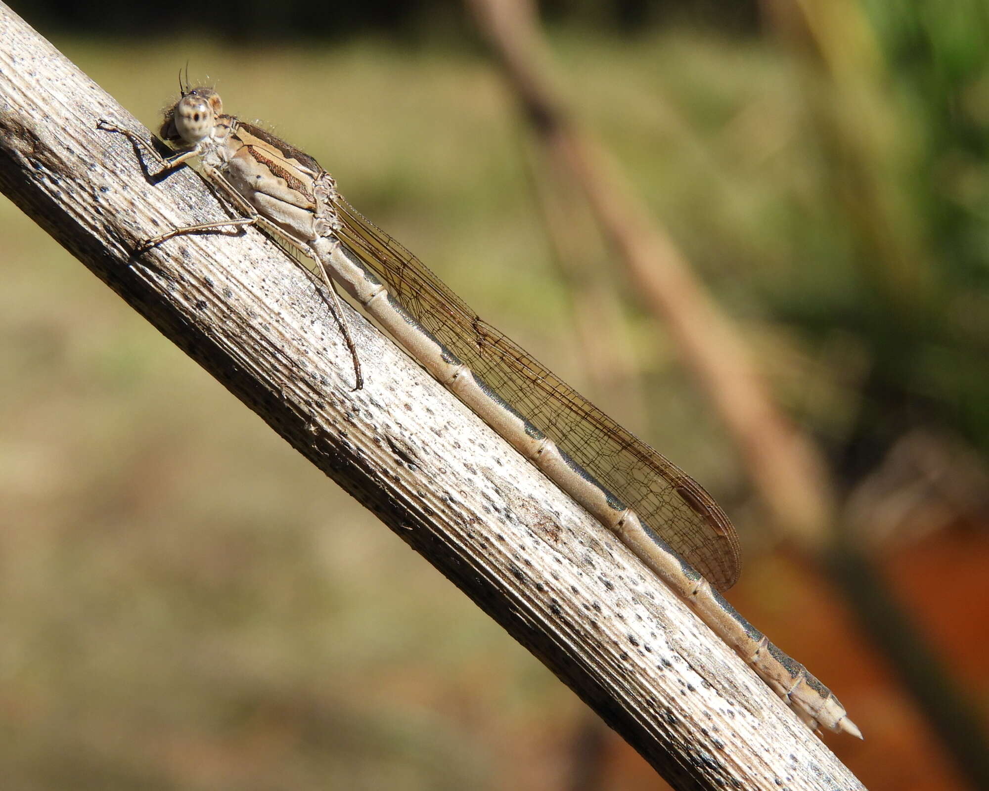 Image of Siberian Winter Damsel