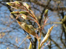 Image de Amelanchier lamarckii