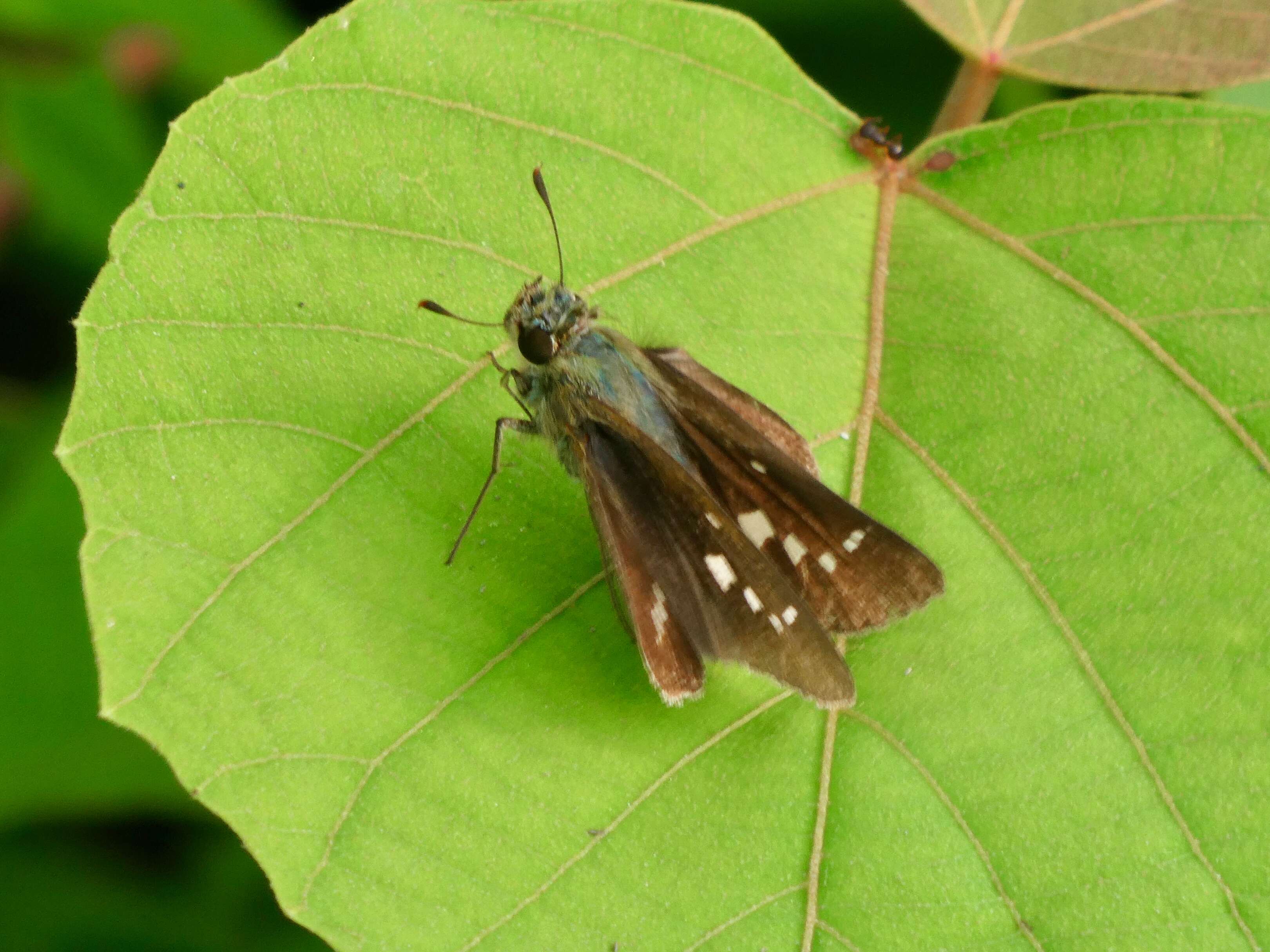 Image of Zinaida pellucida