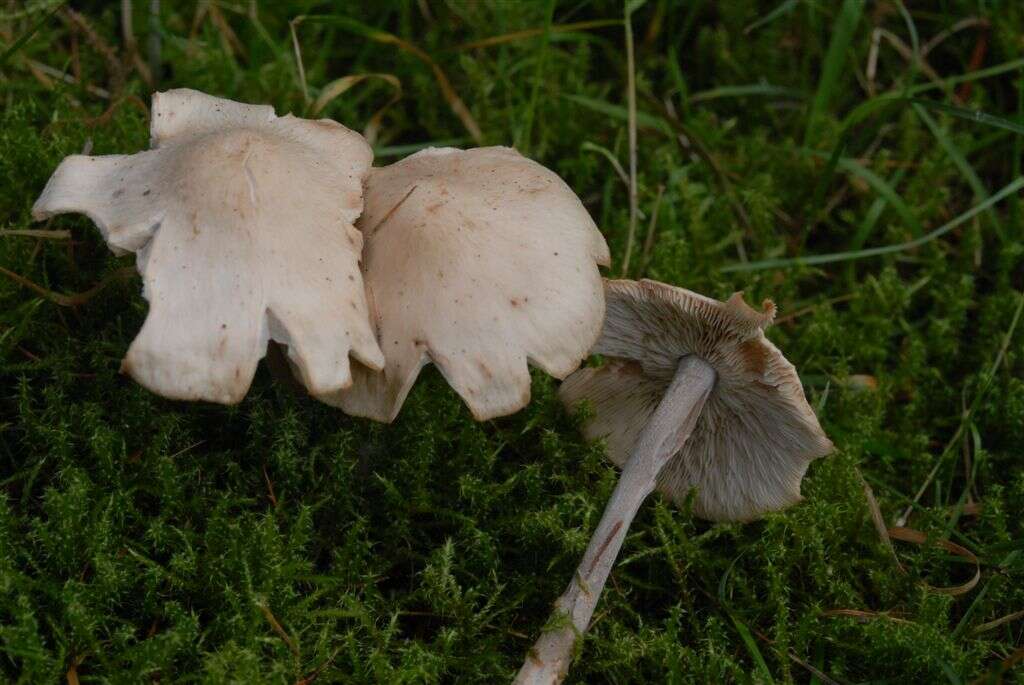 Image of Hygrophorus eburneus (Bull.) Fr. 1838