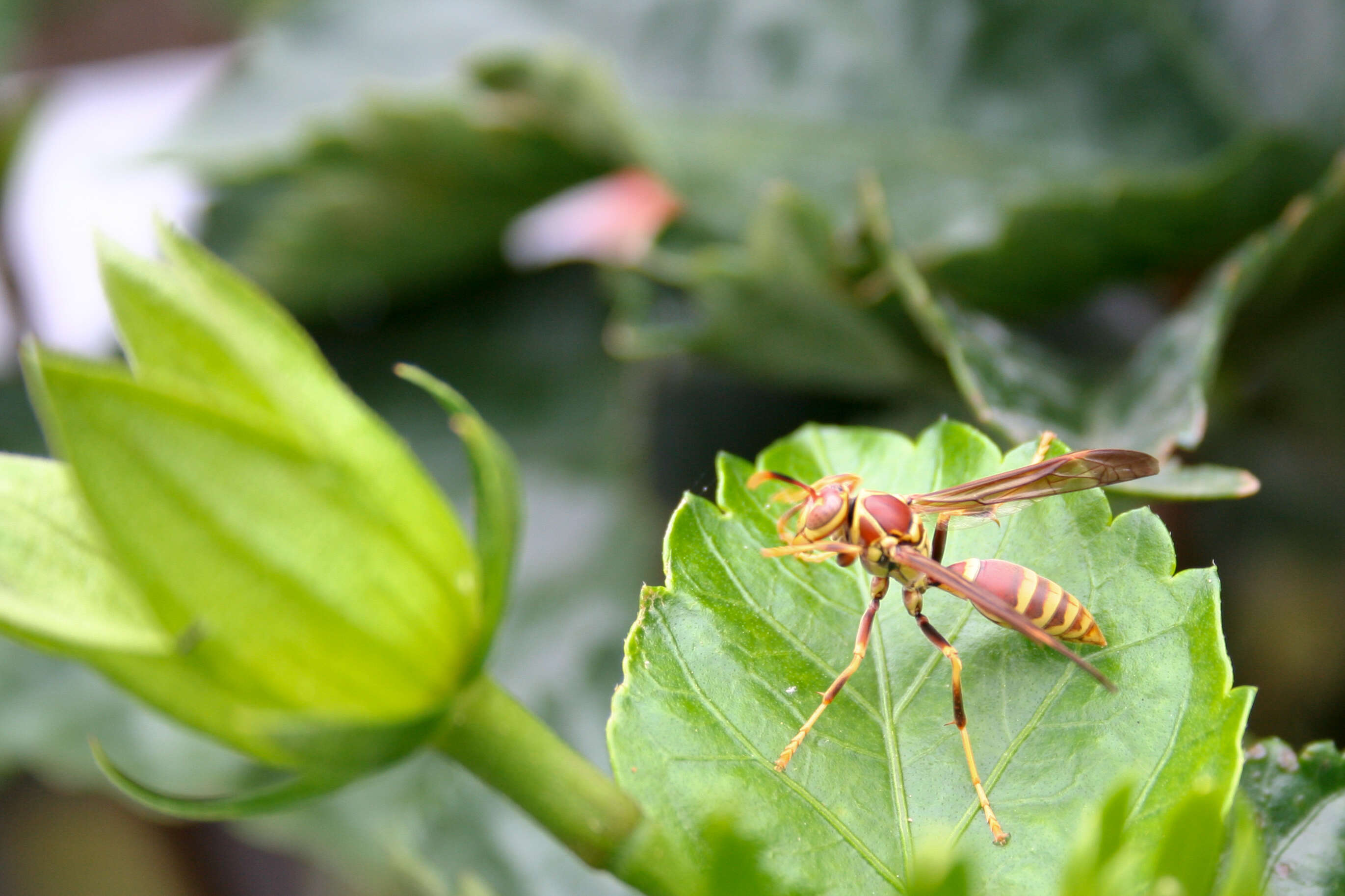 Plancia ëd Polistes exclamans Viereck 1906