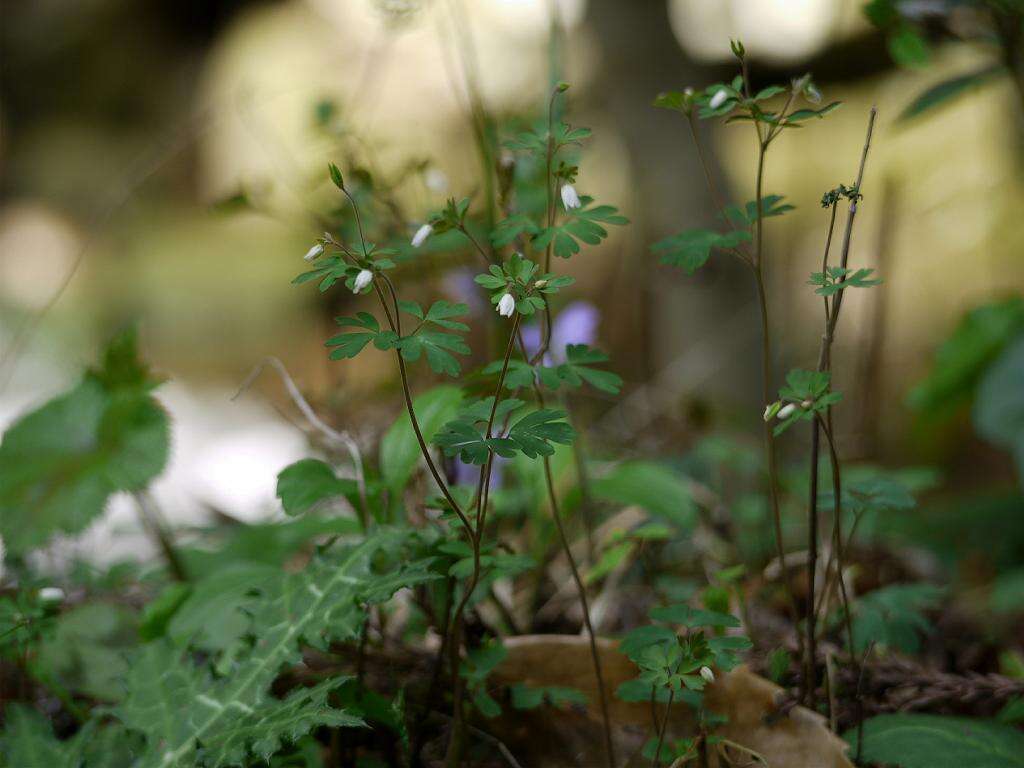 Semiaquilegia resmi