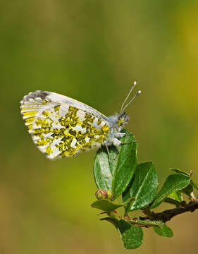 Image of orange tip