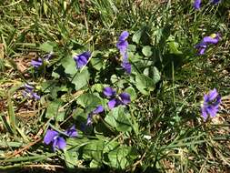 Image of common blue violet