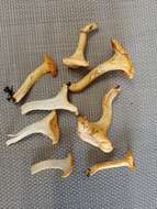 Image of Chanterelle