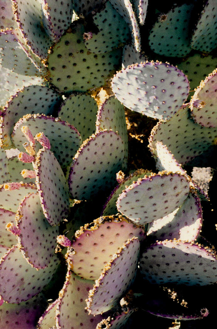 Image of Black-spined pricklypear