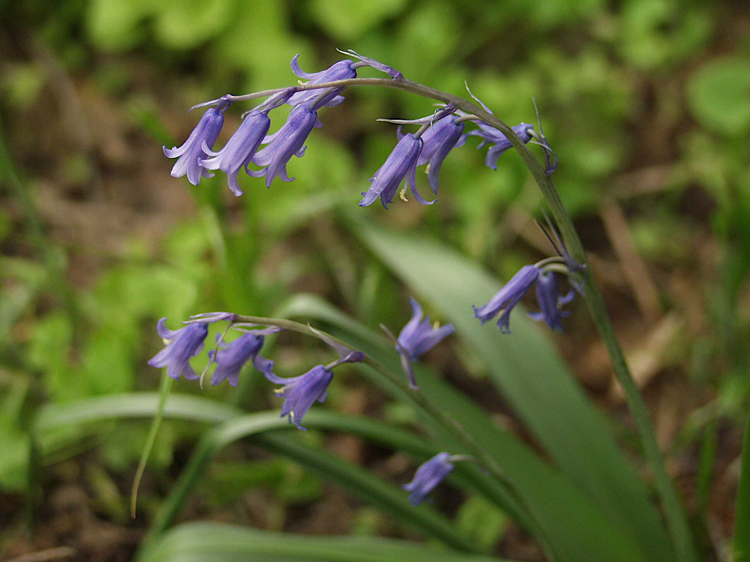 Image de jacinthe des bois